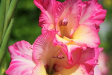 pink-rosa-gelbe Gladiolen