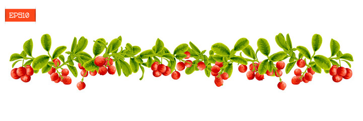 Border of leaves and berry of lingonberry plant isolated on white