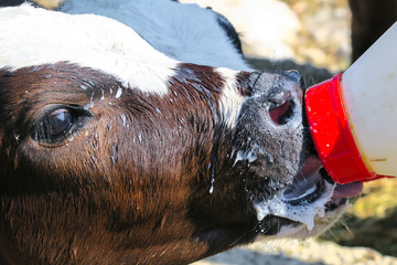Feeding calf with bottle of milk © nakedking