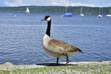 Kanadagänse am Ammersee