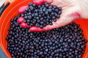 Man holding clean bluecherry in hand.