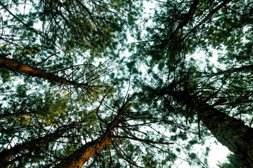 Fototapeta premium View of the pines from the bottom to the top