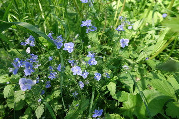 Fototapeta premium Flowering birds eye speedwell in the grass