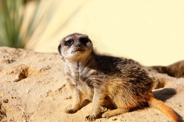 Fototapeta premium Meerkats
