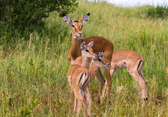 Small family of impalas. Tarangire, Tanzania