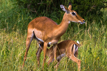 Naklejka na ściany i meble Two impalas: Mother and baby. Tarangire, Tanzania