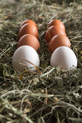 Fresh chicken brown eggs on hay, eco farming background