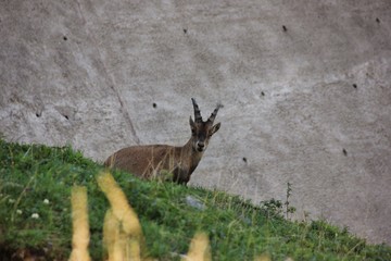 Alpine ibex looking at me at Barbellino dam, Bergamo, Italy