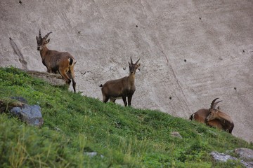 Three alpine ibexes at Barbellino dam, Bergamo, italy