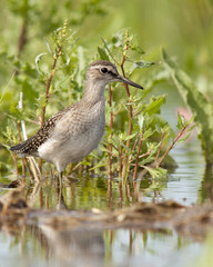  Wood Sandpiper