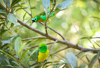 Two little and colorful birds