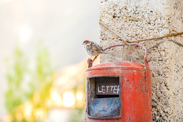 Little bird standing on a bright red post box