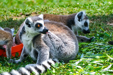 Obraz premium Ring-tailed lemur with her cute babies