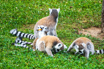 Ring-tailed lemur with her cute babies