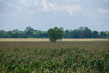 Fototapeta na wymiar corn tree in the field.