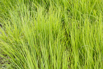 Background green grass in nature.