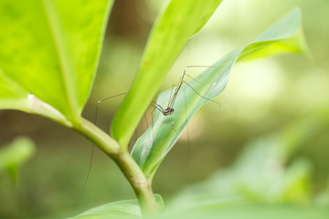 Long leg spider in nature.