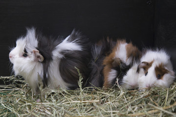 guinea pig male and female in hay