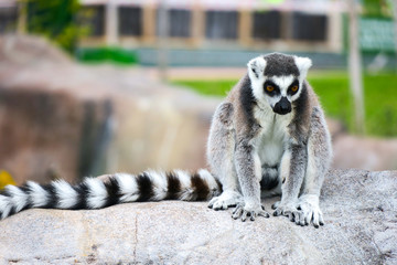 Ring-tailed lemur with her cute babies