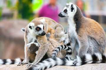 Ring-tailed lemur with her cute babies