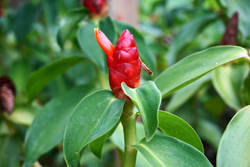 Rote exotische Knospe