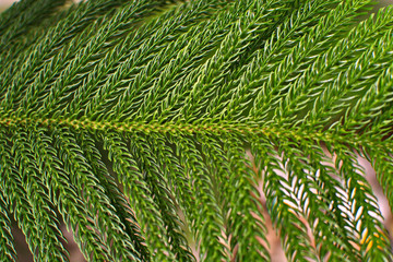 Green leaves isolated from the background of nature.