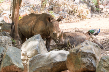 portrait image white rhinoceros in Nakhon Ratchasima Zoo
