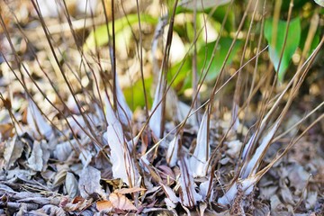 シモバシラの氷柱