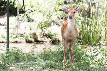 Naklejka na ściany i meble portrait image Deer in Nakhon Ratchasima Zoo