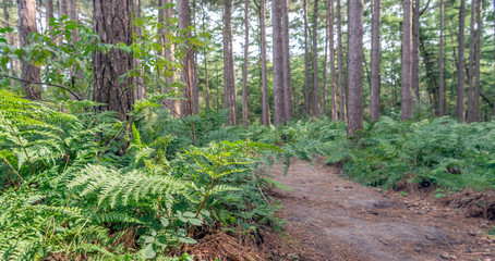 Fototapeta premium Sandy path in a forest with scots pine trees and fern plants