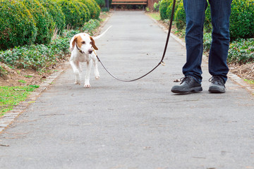 Hund und Herrchen beim Spaziergang
