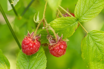 Raspberries Growing Outside on Plant