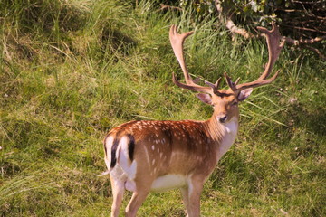Hirsch