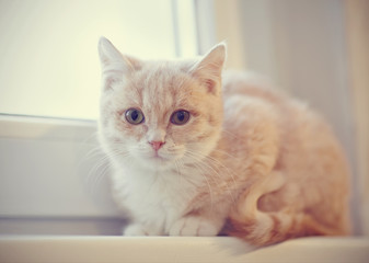 Portrait of red kitten on the windowsill