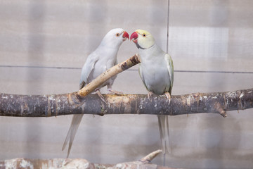parrots in cage