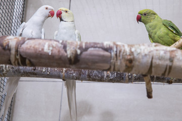 parrots in cage