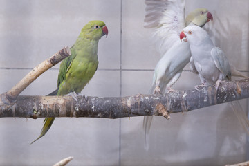 parrots in cage
