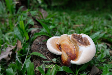 Baby brown reishi mushroom on the root of the tree