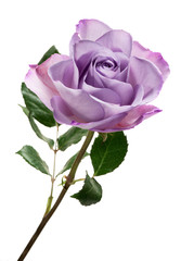 Violet rose isolated against white background