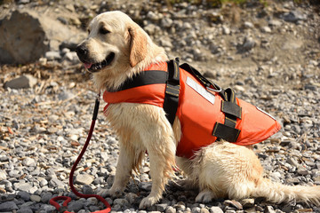 Golden retriever wearing water rescue life jacket