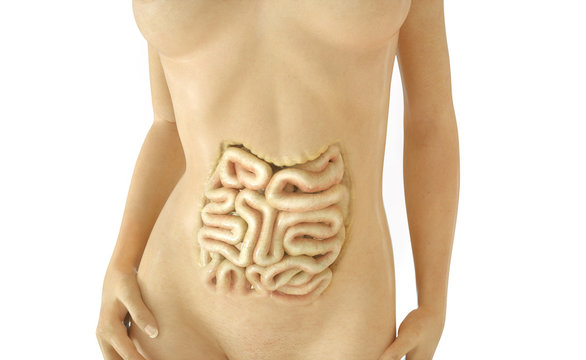 Digestive tract part 01 of 03 - 3D Rendering