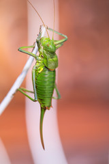 Grilo de Sela Perna Longa - Steropleurus pseudolus.