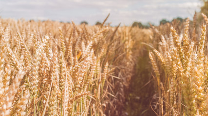 Open field with dry golden wheat spikes on sunny day ready for harvest before autumn