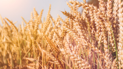 Dry golden wheat spikes on sunny day ready for harvest