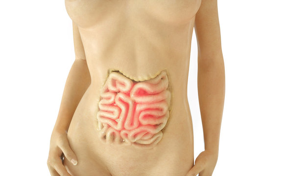 Inflamed intestine - isolated - 3D Rendering