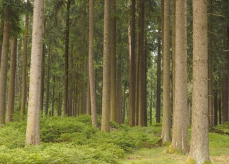 Ökosystem Wald - Erholung, saubere Luft und Bollwerk gegen die Erderwärmung