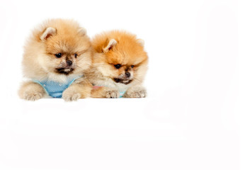 Fototapeta na wymiar Lovely puppies isolated on white background. Place for your signature. Good mood. Beautiful pomeranets.