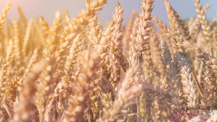 Fototapeta premium Close up of dry ripe golden wheat spikes in sun flares