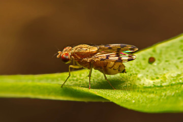 Close up fly (Drosophila melanogaster) in nature