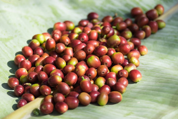 Close up red berries coffee beans placed on banana leaves